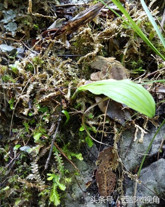 陜西金絲峽景區發現獨蒜蘭居群