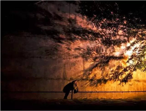 景觀照明中,植物的運用竟如此講究