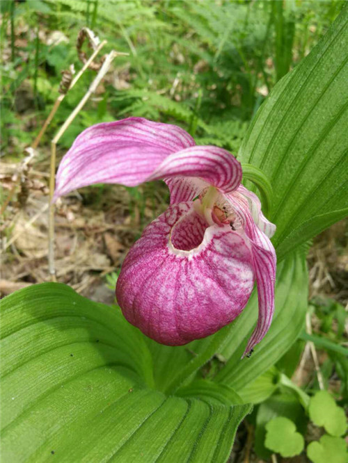 珍寶島濕地野生動(dòng)植物本底調(diào)查進(jìn)展順利