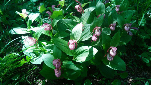 珍寶島濕地野生動(dòng)植物本底調(diào)查進(jìn)展順利