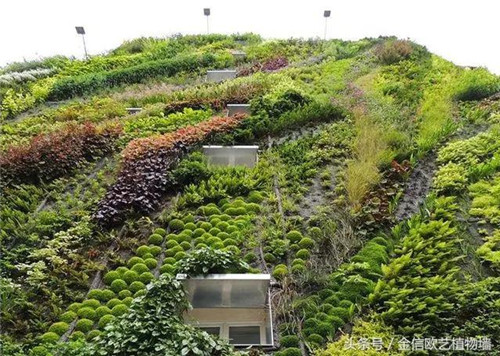 立體綠化植物墻為何這么受歡迎？