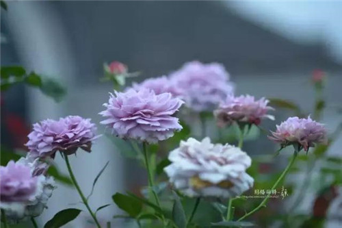 露臺上建造的花園
