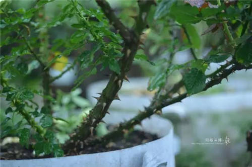 露臺上建造的花園