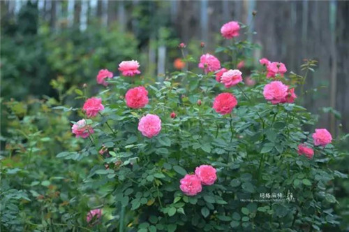 露臺上建造的花園