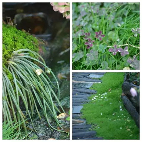 露臺上建造的花園