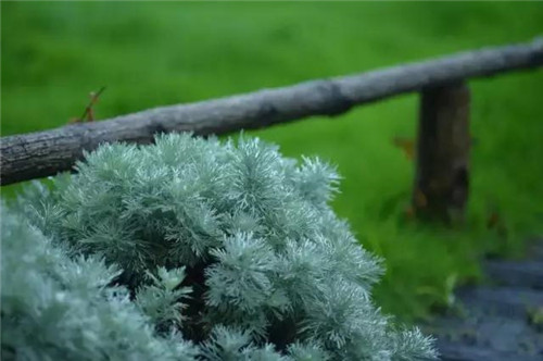 露臺上建造的花園