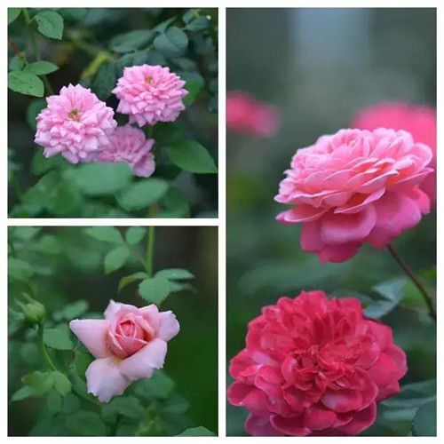 露臺上建造的花園