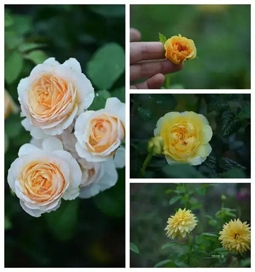 露臺上建造的花園