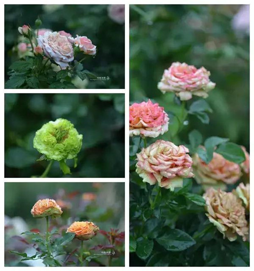 露臺上建造的花園