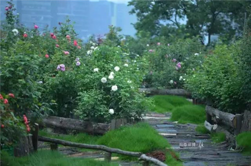 露臺上建造的花園