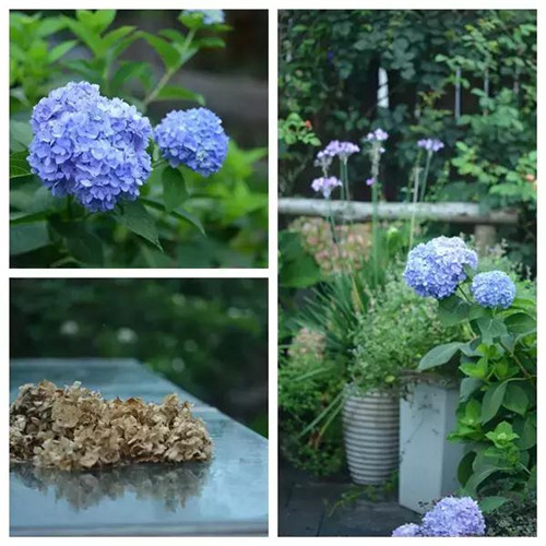 露臺上建造的花園