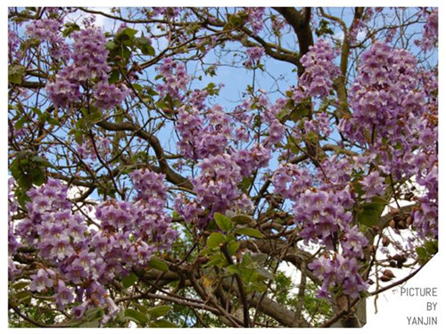 西方廣泛栽培的觀賞樹木很多來自中國