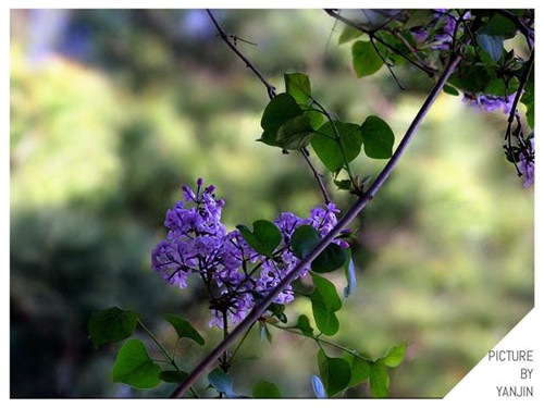 西方廣泛栽培的觀賞樹木很多來自中國