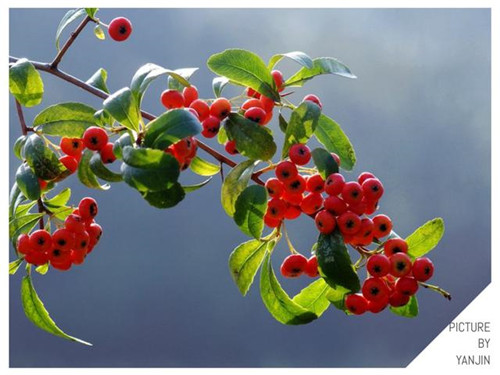 西方廣泛栽培的觀賞樹木很多來自中國