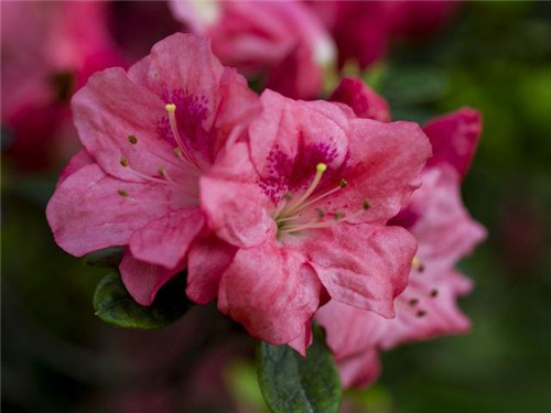 西方廣泛栽培的觀賞樹木很多來自中國