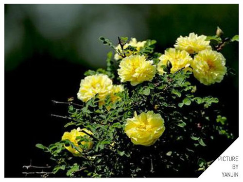 西方廣泛栽培的觀賞樹木很多來自中國