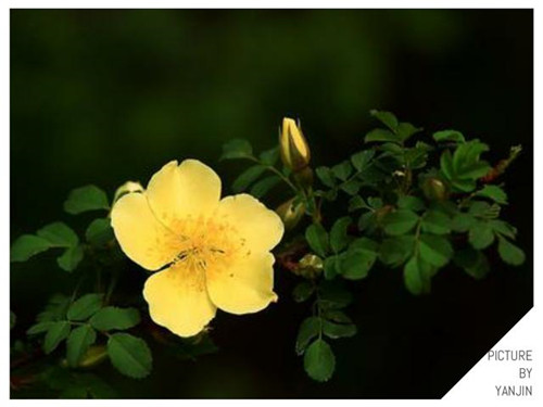 西方廣泛栽培的觀賞樹木很多來自中國