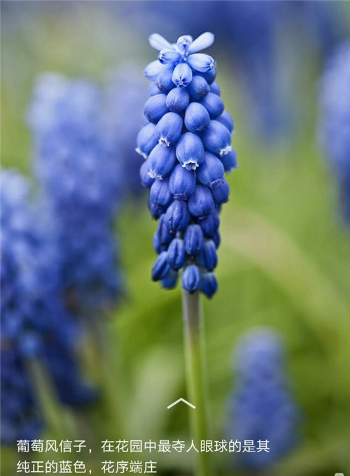 美得令人驚艷的藍色花卉