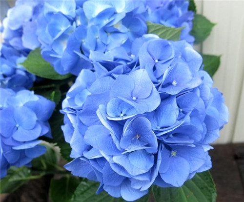 美得令人驚艷的藍色花卉