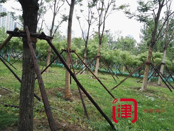 迎全運天津要建這么多公園！各種綠化走起