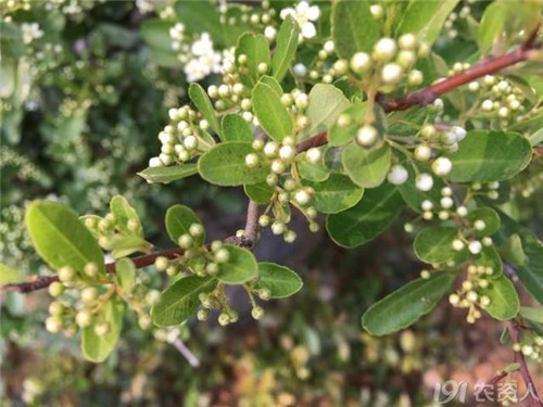 火棘:既能入藥又能充饑的植物