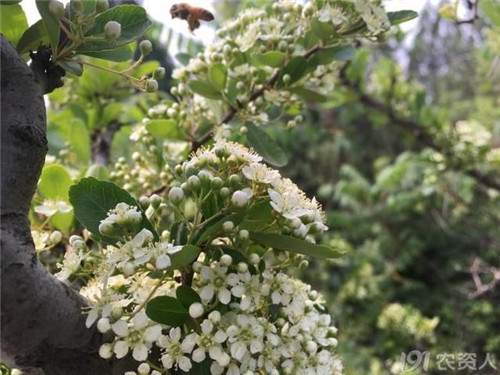 火棘:既能入藥又能充饑的植物