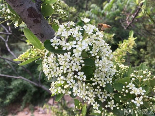 火棘:既能入藥又能充饑的植物