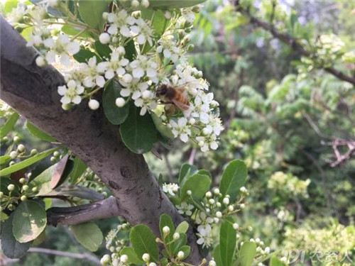 火棘:既能入藥又能充饑的植物