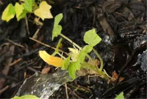 過期藥片竟使植物發生神奇變化