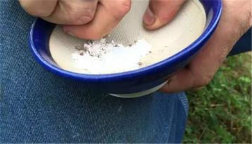 過期藥片竟使植物發生神奇變化