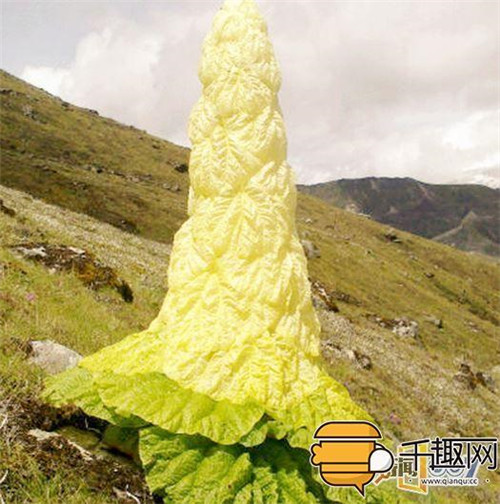 塔黃:植物界長得像大白菜的“九層妖塔”