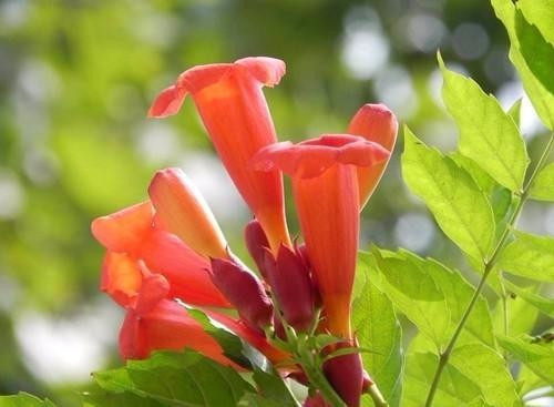 適合在家中陽臺種植的藤本植物