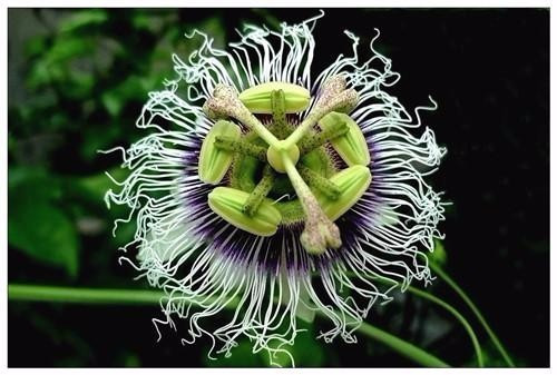 適合在家中陽臺種植的藤本植物