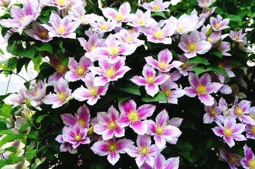 適合在家中陽臺種植的藤本植物