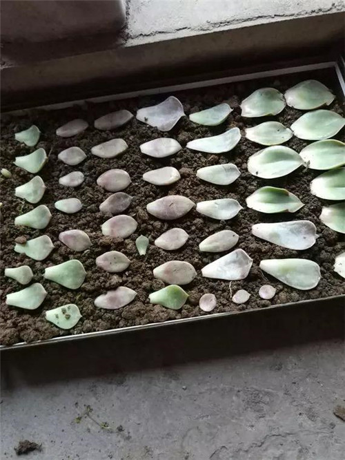 多肉植物可嘗試葉插繁殖