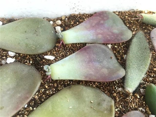 多肉植物可嘗試葉插繁殖