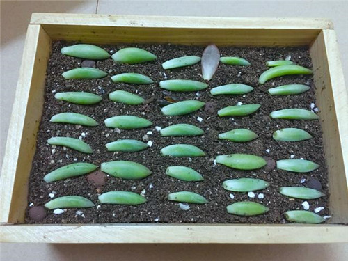 多肉植物可嘗試葉插繁殖