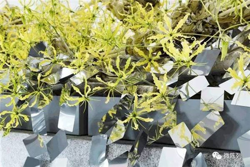 設計師用棱鏡打造出“萬花筒中的常春藤”