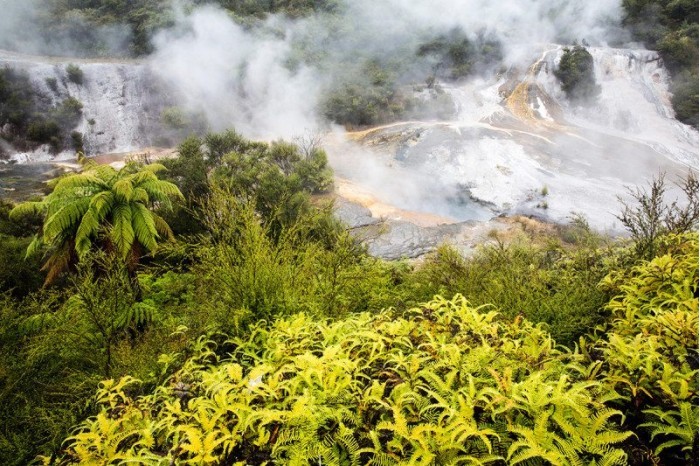科學家發現少數植物能在高溫下生長