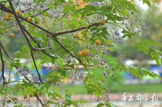 苦楝：被朱元璋怒罵的“空心”植物