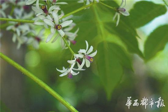 苦楝：被朱元璋怒罵的“空心”植物