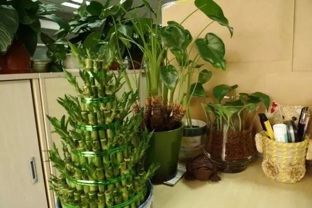 長期待在辦公室中，哪種花卉最適合種植？