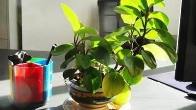 長期待在辦公室中，哪種花卉最適合種植？