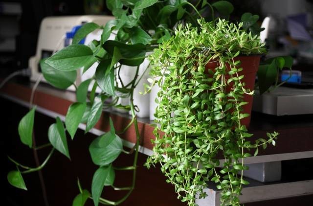 長期待在辦公室中，哪種花卉最適合種植？