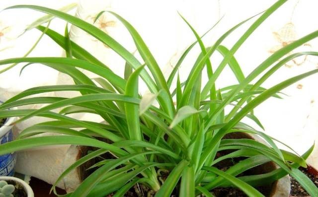 長期待在辦公室中，哪種花卉最適合種植？