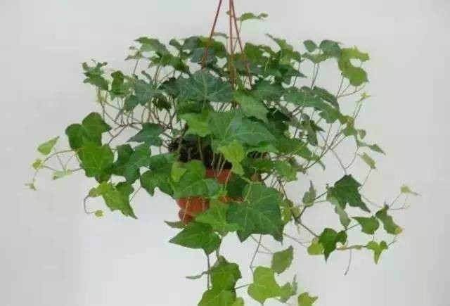 長期待在辦公室中，哪種花卉最適合種植？