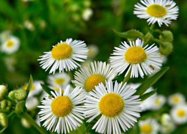 長期待在辦公室中，哪種花卉最適合種植？