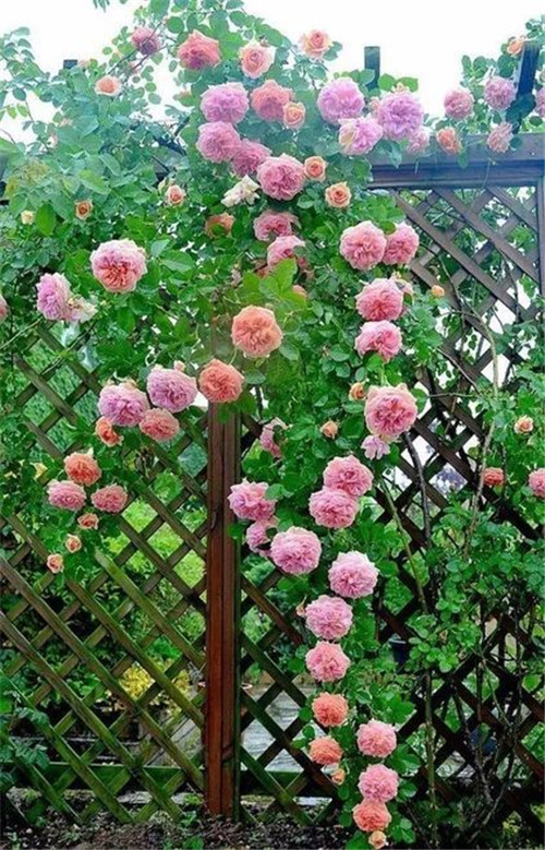 籬笆的幾種設計風格,讓你的小院別有情致