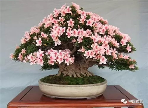 養花卉盆景加入木炭和松針土不爛根