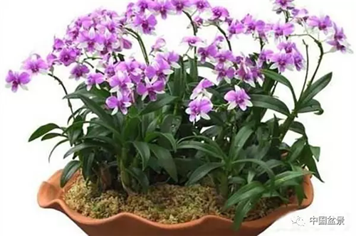 養花卉盆景加入木炭和松針土不爛根